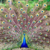 Aviario Baru - Imagen 2