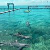 Snorkel Aventura Arrecife - Imagen 2